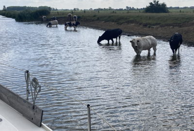 Cows on the Inland Waterways of France