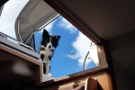 Taking pets to the EU