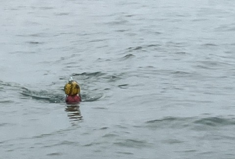Footballs as pot marker in Looe Channel