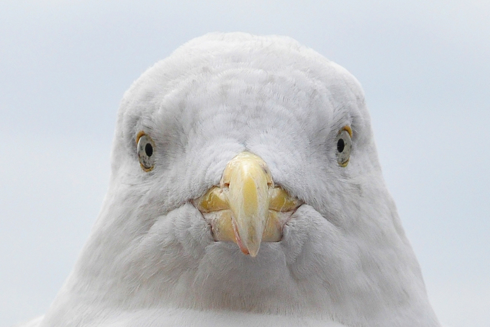 You're on my patch, seagull