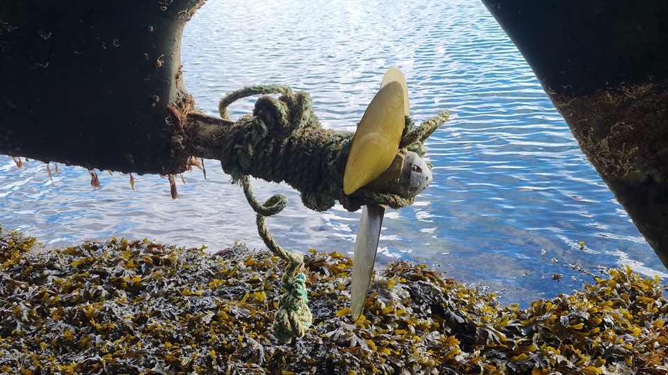 fishing gear entanglement